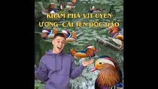 Khám Phá Bí Ẩn Vịt Uyên Ương: Biểu Tượng Của Tình Yêu Và Sự Thủy Chung