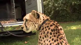 Big Shoes to Fill-Cheetahdays