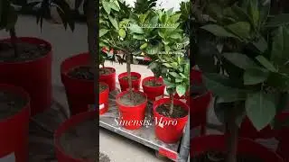 Апельсин Моро сладкий со вкусом малины 
