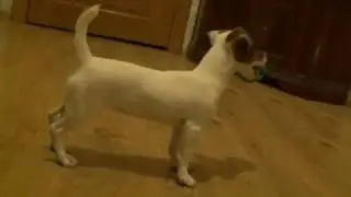 ДЖЕК РАССЕЛ ВИП 