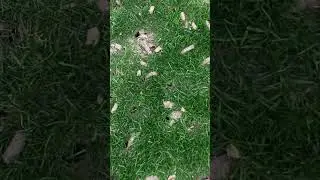 Plugs of Grass? Can Someone Explain what is Going on Here? - Drexel - University City - Sat 4/27/24