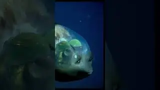Рыба с прозрачной головой