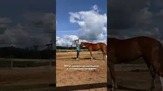 Телефон только для видео нужен:) #лошади #equestrian #лошадь