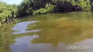 🦈 in turbulent water 💦