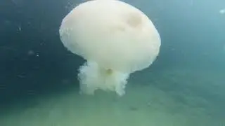 Avencas underwater