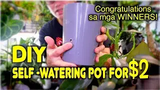 DIY-Self-Watering-Pot For $2! The winners are!