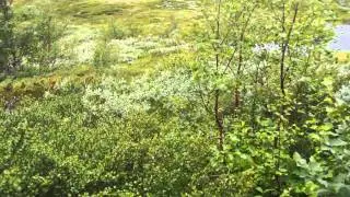 Гремиха БАМ тропа с позиции "Тундра" 7.08.15
