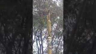 pica pau fazendo sua casa