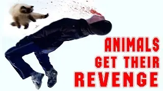 Animals vs People - Funny Animals Attack Humans - Funny Animals Get Their Revenge