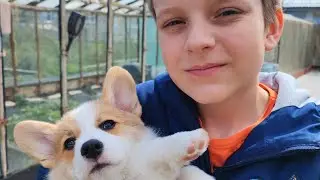 После ухода нашей любимой собаки, я больше никого не заведу!