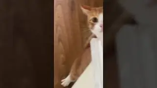 Mi gatito loco 😮‍💨