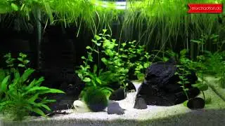 Garnelen ASMR / Garnelen Neocaridina und Military Helmet Rennschnecke (Stahlhelmschnecke)