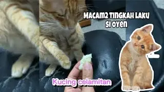 Kangen si oyen Macam macam Tingkah Anabul