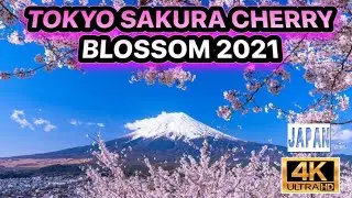 TOKYO SAKURA CHERRY BLOSSOM 4K ||  kompilasi video sakura berbunga