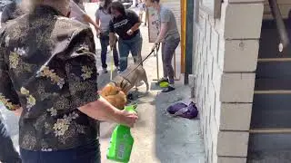 Pit bull attack dog