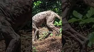 A Chupacabra was filmed in Western Ukraine.