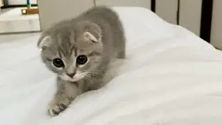 The kitten that always comes next to its owner when sleeping is so cute...