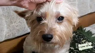 Конъюнктивит у Собаки 🐕 Кошки 🐱 чем Лечить в Домашних Условиях Сonjunctivitis in Dogs