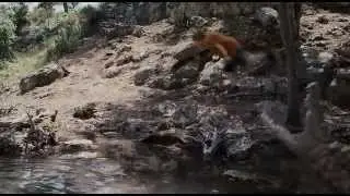 Loogie Jumps In An Alligator