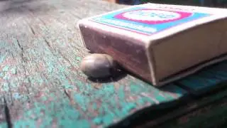 сытый клещь