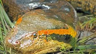 In Search of the Giant Green Anaconda (Eunectes murinus): Video