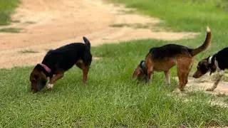 Young Beagles In Training Class | Benson’s Kennel
