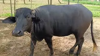 मुर्रा नस्ल की भैंस।