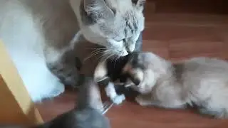 Кошка и два котёнка