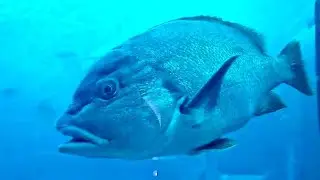 FISH AQUARIUM ATLANTIS DUBAI