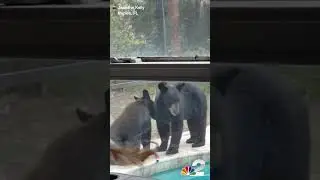 Only in Florida will you find a mama and baby bear swimming in your pool 😂