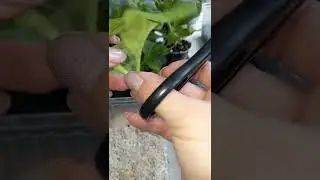 ✂️РАЗМНОЖАЕМ ПЕТУНИЮ🌺 ЧЕРЕНКАМИ В ПЕРЛИТЕ🌿