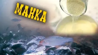 ПРИКОРМИЛ РЫБУ МАНКОЙ! ПОДВОДНЫЕ КАДРЫ С ПРИКОРМКОЙ В ВИДЕ МАНКИ