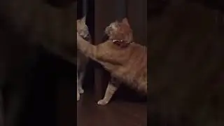 #котики устроили потасовку