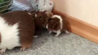 Малыши гуляют ♥️🐹🤗