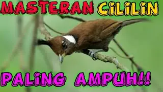 MASTERAN CILILIN PALING AMPUH!!