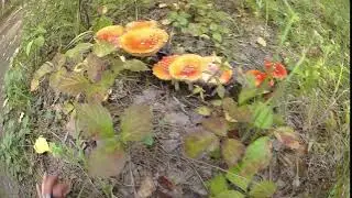 О! О! Мухомор. Пройду мимо. Или нет?