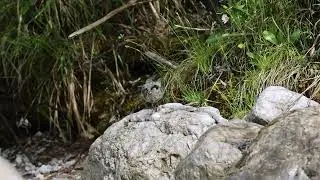 Junge Wasseramsel wird gefüttert.