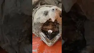 A forma de caçar da TARTARUGA-ALIGATOR