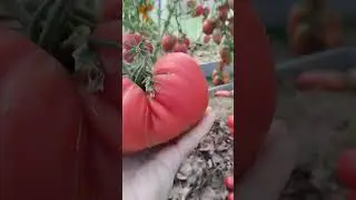 Сорт Бычье сердце из Ниццы