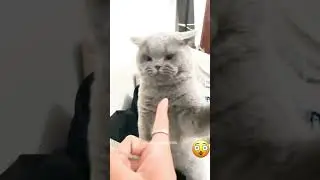 Funny cats being total jerks.. #cat #pets #funnycats #funnyanimals