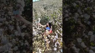 Хлопковый рай 🤍