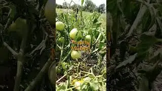 Случайно купили 
