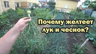 Из-за чего желтеет лук и чеснок?