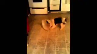 Cute Shih Tzu