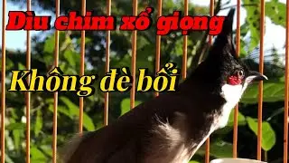chào mào hót sáng | kích bổi hót , dìu chim lên lửa không đè bổi | luyện giọng chào mào