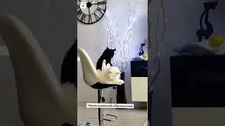 Мои котики не ссорятся, они играют)) #cat #kitty #рекомендую