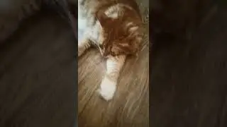 кот не ходит на работу.