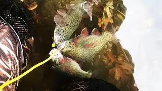 Fall Trout Fishing - Minnesota