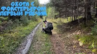 Охота с Фокстерьером на рябчика в Манской тайге. Красноярский край, Восточный Саян. 15.09.2022