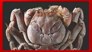 El cangrejo que tiene la cara de un samurái dibujado en el dorso